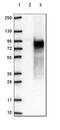 Chromosome 16 Open Reading Frame 71 antibody, HPA049468, Atlas Antibodies, Western Blot image 