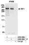 Replication Timing Regulatory Factor 1 antibody, A300-568A, Bethyl Labs, Immunoprecipitation image 