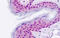 TGFB Induced Factor Homeobox 2 antibody, MBS248676, MyBioSource, Immunohistochemistry frozen image 