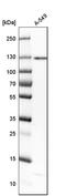 ATP-dependent DNA helicase Q5 antibody, HPA029971, Atlas Antibodies, Western Blot image 