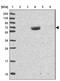 Leucine Rich Repeat Containing 24 antibody, NBP2-33643, Novus Biologicals, Western Blot image 