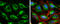 Succinate Dehydrogenase Complex Flavoprotein Subunit A antibody, GTX632636, GeneTex, Immunocytochemistry image 