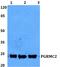 Progesterone Receptor Membrane Component 2 antibody, PA5-75547, Invitrogen Antibodies, Western Blot image 