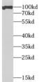 Structure Specific Recognition Protein 1 antibody, FNab08250, FineTest, Western Blot image 