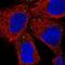 pro-SAAS antibody, NBP2-49423, Novus Biologicals, Immunofluorescence image 