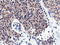 COBW Domain Containing 1 antibody, LS-C115557, Lifespan Biosciences, Immunohistochemistry frozen image 
