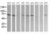 Conserved oligomeric Golgi complex subunit 6 antibody, MA5-26130, Invitrogen Antibodies, Western Blot image 