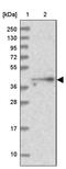 Integrin Alpha FG-GAP Repeat Containing 2 antibody, PA5-58485, Invitrogen Antibodies, Western Blot image 