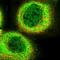 Chromosome 10 Open Reading Frame 90 antibody, NBP1-90793, Novus Biologicals, Immunofluorescence image 