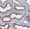 Leucine Rich Repeats And IQ Motif Containing 4 antibody, NBP2-30956, Novus Biologicals, Immunohistochemistry frozen image 