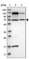 Protein CASC3 antibody, PA5-55116, Invitrogen Antibodies, Western Blot image 