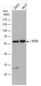 Serine/threonine-protein kinase 3 antibody, NBP2-19421, Novus Biologicals, Western Blot image 