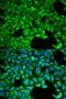 SLC3A1 antibody, orb167404, Biorbyt, Immunofluorescence image 