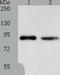 DCC-interacting protein 13-alpha antibody, TA321809, Origene, Western Blot image 