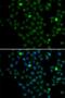 LIM Domain Only 4 antibody, LS-C346317, Lifespan Biosciences, Immunofluorescence image 
