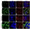 Forkhead Box O4 antibody, 711719, Invitrogen Antibodies, Immunofluorescence image 