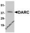Atypical Chemokine Receptor 1 (Duffy Blood Group) antibody, 4069, ProSci, Western Blot image 
