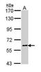 Prostaglandin-Endoperoxide Synthase 1 antibody, PA5-34813, Invitrogen Antibodies, Western Blot image 