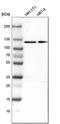 2-oxoglutarate dehydrogenase, mitochondrial antibody, HPA020347, Atlas Antibodies, Western Blot image 