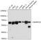 SWI/SNF Related, Matrix Associated, Actin Dependent Regulator Of Chromatin, Subfamily D, Member 2 antibody, GTX64874, GeneTex, Western Blot image 