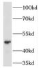 PHD1 antibody, FNab06374, FineTest, Western Blot image 