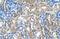 Amine Oxidase Copper Containing 1 antibody, ARP41908_P050, Aviva Systems Biology, Immunohistochemistry frozen image 