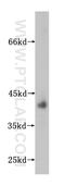 Hydroxysteroid 17-Beta Dehydrogenase 2 antibody, 10978-1-AP, Proteintech Group, Western Blot image 