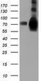 Heat Shock Protein Family A (Hsp70) Member 6 antibody, TA501773, Origene, Western Blot image 