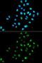 Eukaryotic translation initiation factor 6 antibody, GTX54010, GeneTex, Immunocytochemistry image 