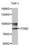 Integrin Subunit Beta 2 antibody, LS-C331961, Lifespan Biosciences, Western Blot image 