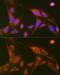 RalA Binding Protein 1 antibody, GTX03249, GeneTex, Immunofluorescence image 