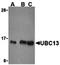 BLU antibody, orb74564, Biorbyt, Western Blot image 