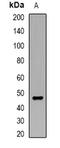 DNA dC->dU-editing enzyme APOBEC-3G antibody, orb340754, Biorbyt, Western Blot image 