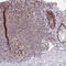 Polycomb protein EED antibody, HPA061140, Atlas Antibodies, Immunohistochemistry frozen image 