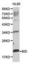 BH3 Interacting Domain Death Agonist antibody, orb129536, Biorbyt, Western Blot image 