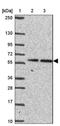 Lamin Tail Domain Containing 2 antibody, NBP2-31720, Novus Biologicals, Western Blot image 