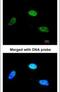 Zinc Finger Protein 398 antibody, PA5-21828, Invitrogen Antibodies, Immunofluorescence image 