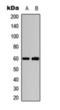 Akt antibody, orb393202, Biorbyt, Western Blot image 