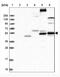 CCT antibody, NBP1-94146, Novus Biologicals, Western Blot image 