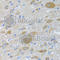 Eukaryotic Translation Initiation Factor 2 Subunit Gamma antibody, A6581, ABclonal Technology, Immunohistochemistry paraffin image 