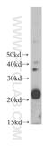 Colony Stimulating Factor 2 antibody, 17762-1-AP, Proteintech Group, Western Blot image 