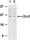 Bcl2 Modifying Factor antibody, NBP1-76658, Novus Biologicals, Western Blot image 