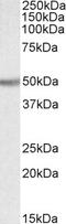 UDP-glucuronosyltransferase 2B2 antibody, STJ72529, St John