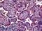 JAM-2 antibody, LS-B5473, Lifespan Biosciences, Immunohistochemistry frozen image 