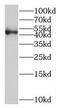 Polymerase delta-interacting protein 3 antibody, FNab07893, FineTest, Western Blot image 