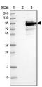 Coiled-Coil Domain Containing 170 antibody, HPA027114, Atlas Antibodies, Western Blot image 