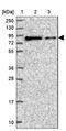 DDHD Domain Containing 1 antibody, NBP2-13903, Novus Biologicals, Western Blot image 