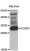 Cyclin D3 antibody, STJ22951, St John