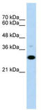 CDw40 antibody, TA346282, Origene, Western Blot image 