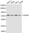 mtHSP70 antibody, LS-C192470, Lifespan Biosciences, Western Blot image 